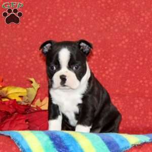 Petunia, Boston Terrier Puppy